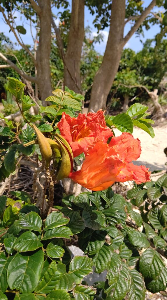 久高島の花の写真
