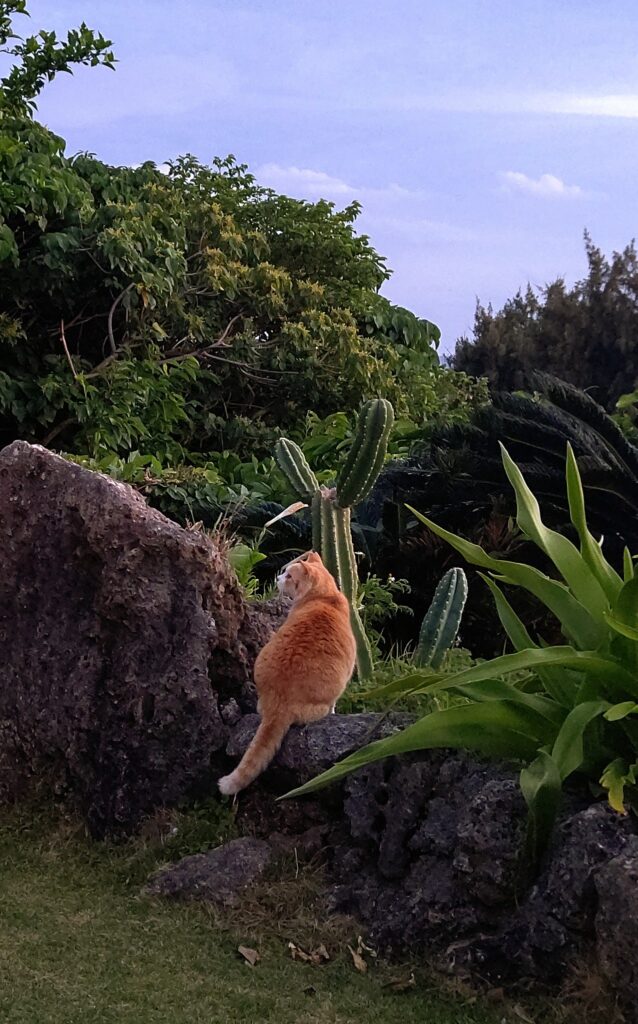 久高島の猫の写真
